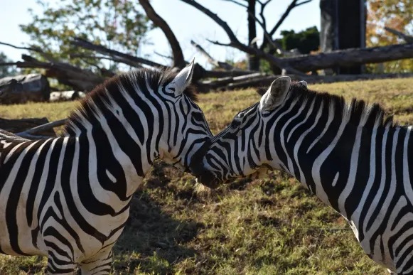 CrazyFox Casino Tugi